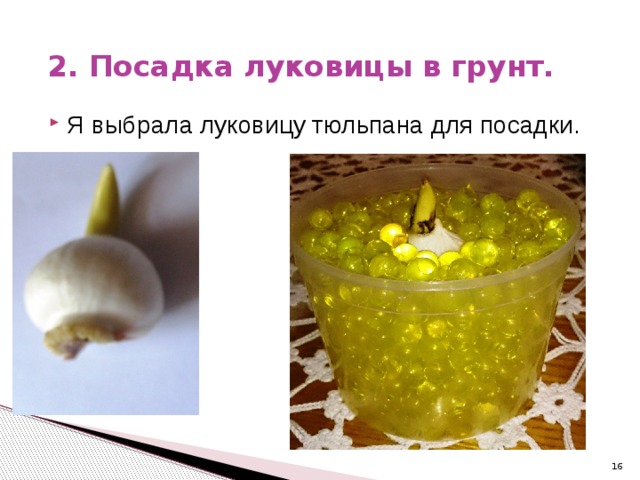 2. Посадка луковицы в грунт. Я выбрала луковицу тюльпана для посадки.   
