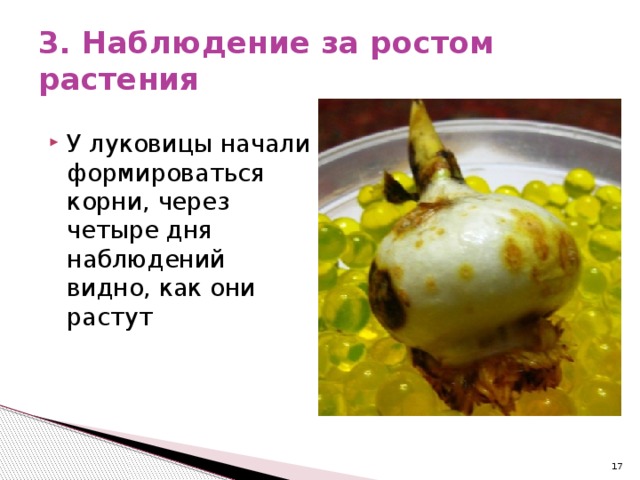 3. Наблюдение за ростом растения У луковицы начали формироваться корни, через четыре дня наблюдений видно, как они растут  