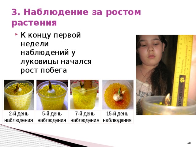 3. Наблюдение за ростом растения К концу первой недели наблюдений у луковицы начался рост побега  