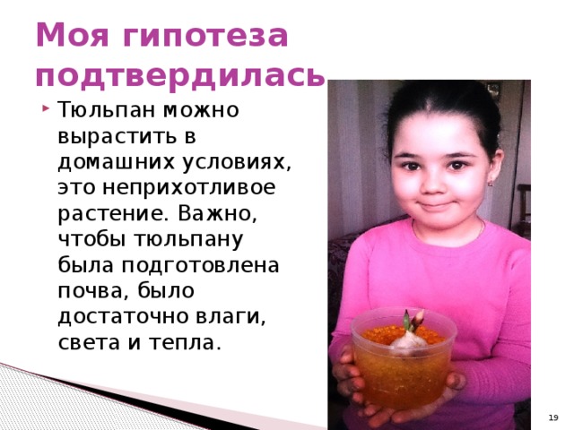 Моя гипотеза подтвердилась Тюльпан можно вырастить в домашних условиях, это неприхотливое растение. Важно, чтобы тюльпану была подготовлена почва, было достаточно влаги, света и тепла.  