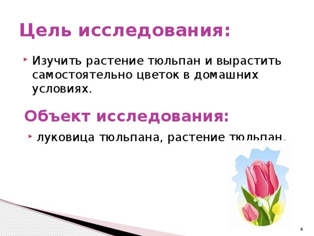 Цель исследования: Изучить растение тюльпан и вырастить самостоятельно цветок в домашних условиях. Объект исследования: луковица тюльпана, растение тюльпан.  