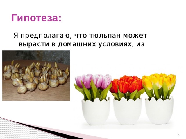 Гипотеза: Я предполагаю, что тюльпан может вырасти в домашних условиях, из луковицы.  