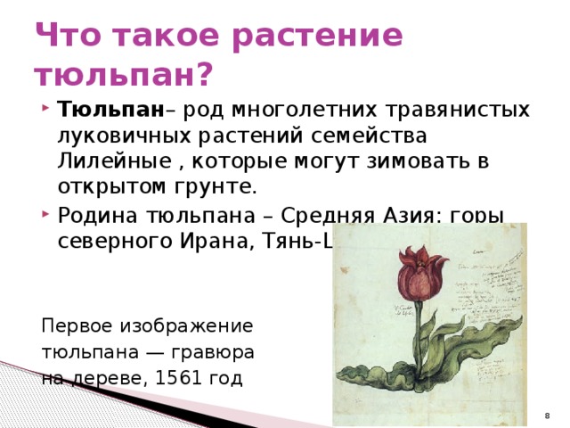 Что такое растение тюльпан? Тюльпан – род многолетних травянистых луковичных растений семейства Лилейные , которые могут зимовать в открытом грунте. Родина тюльпана – Средняя Азия: горы северного Ирана, Тянь-Шань. Первое изображение тюльпана — гравюра на дереве, 1561 год  