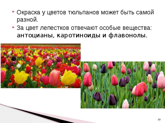 Где растут тюльпаны в какой природной зоне. В какой природной зоне растет тюльпан. За сколько вырастает тюльпан. Тюльпаны по цветам какой за звук.