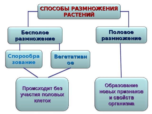 Способы размножения