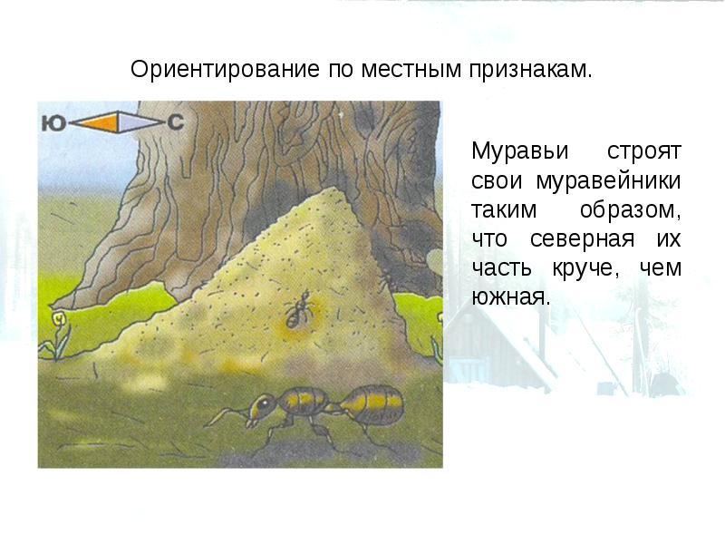 Ориентирование в лесу