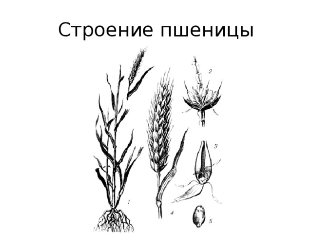 Пшеничный разбор. Рисунок строение злаковых растений. Строение зерна Яровой пшеницы. Строение пшеницы семейство злаковых. Яровая пшеница строение.