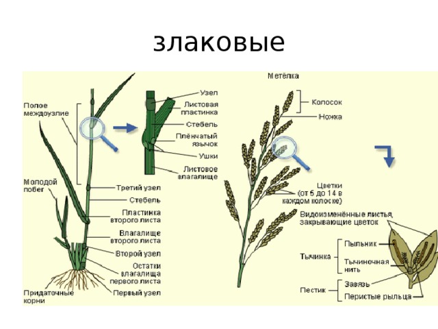 Схема семейства злаковых