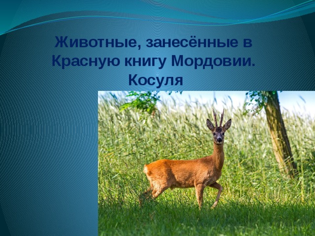 Красная книга мордовии животные и растения фото и информация