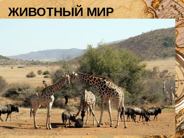 ЖИВОТНЫЙ МИР
