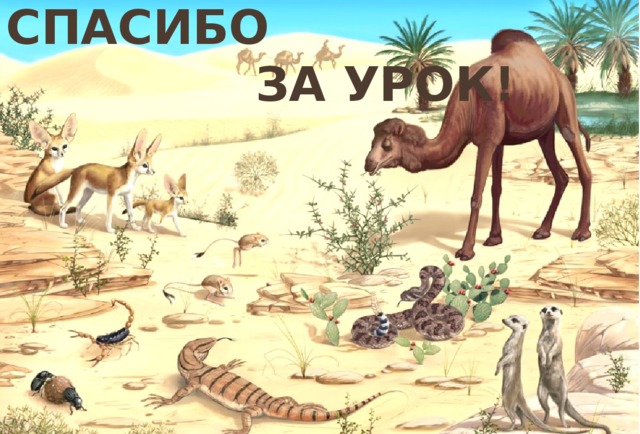 СПАСИБО  ЗА УРОК!