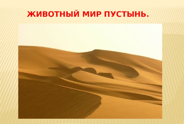 ЖИВОТНЫЙ МИР ПУСТЫНЬ.