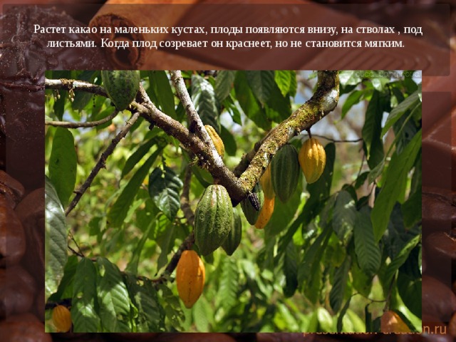 Растет какао на маленьких кустах, плоды появляются внизу, на стволах , под листьями. Когда плод созревает он краснеет, но не становится мягким.   