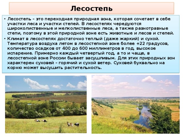 Лесостепь Лесостепь – это переходная природная зона, которая сочетает в себе участки леса и участки степей. В лесостепях чередуются широколиственные и мелколиственные леса, а также разнотравные степи, поэтому в этой природной зоне есть животные и лесов и степей. Климат в лесостепях достаточно теплый (даже жаркий) и сухой. Температура воздуха летом в лесостепной зоне более +22 градусов, количество осадков от 400 до 600 миллиметров в год, высокое испарение. Примерно каждый четвертый год, а то и чаще, в лесостепной зоне России бывает засушливым. Для этих природных зон характерен суховей – горячий и сухой ветер. Суховей буквально на корню может высушить растительность. 