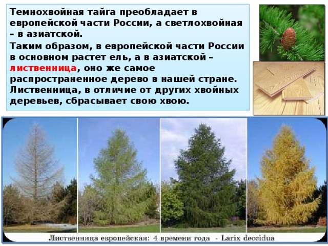 Темнохвойная тайга преобладает в европейской части России, а светлохвойная – в азиатской. Таким образом, в европейской части России в основном растет ель, а в азиатской – лиственница , оно же самое распространенное дерево в нашей стране. Лиственница, в отличие от других хвойных деревьев, сбрасывает свою хвою. 