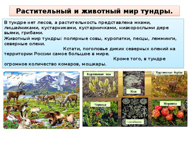 Природная зона тундра 8 класс география таблица. Природная зона тундра климат. Тундра растительный и животный. Растительный и животный мир тундры. Растительный мир тундры.