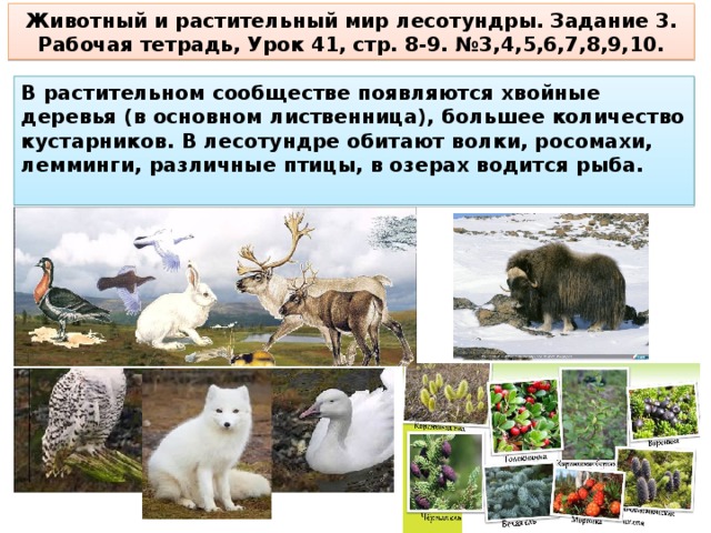 Урок 8 класс тундра. Растения тундры и лесотундры России. Природная зона лесотундра животные. Лесотундра растительный мир и животный мир. Животные тундры и лесотундры России.