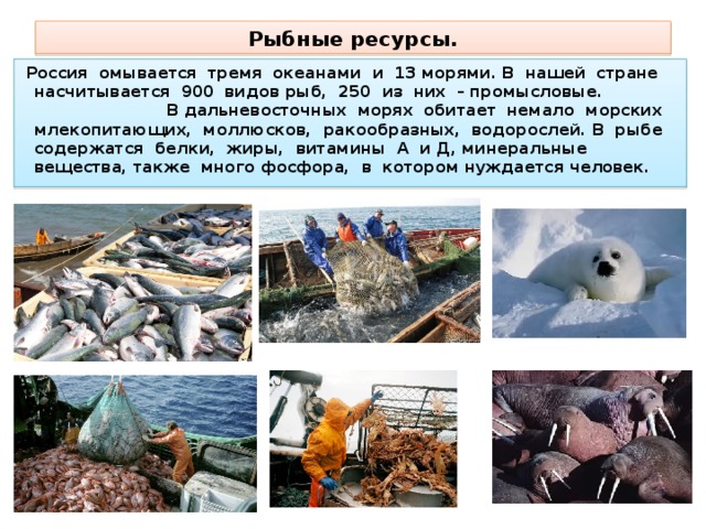 Рыбные  ресурсы.  Россия омывается тремя океанами и 13 морями. В нашей стране насчитывается 900 видов рыб, 250 из них – промысловые. В дальневосточных морях обитает немало морских млекопитающих, моллюсков, ракообразных, водорослей. В рыбе содержатся белки, жиры, витамины А и Д, минеральные вещества, также много фосфора, в котором нуждается человек. 
