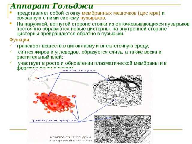 При исследовании функции мешочков преддверия в кресле барани больного наклоняют на