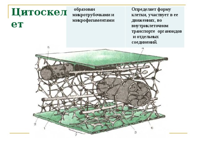 Цитоскелет в клетке рисунок