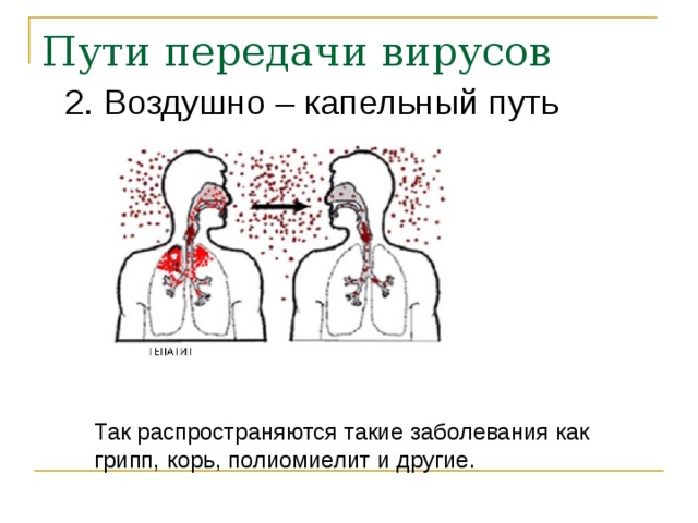 Пути передачи вирусов 2. Воздушно – капельный путь Так распространяются такие заболевания как грипп, корь, полиомиелит и другие. 