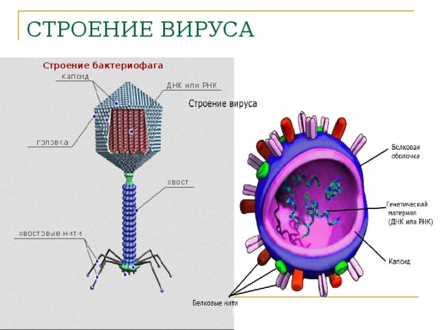 СТРОЕНИЕ ВИРУСА Строение бактериофага 