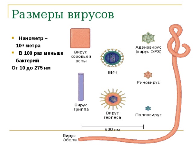 Размеры вирусов Нанометр –  10 -9 метра В 100 раз меньше  бактерий От 10 до 275 нм  