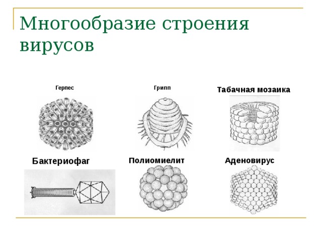 Многообразие строения вирусов Герпес Грипп Табачная мозаика Бактериофаг Полиомиелит Аденовирус 