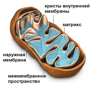 Кристы митохондрий. Строение Крист митохондрий. Трубчатые Кристы митохондрий. Структура Крист митохондрий.