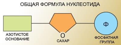 Нуклеотид днк схема