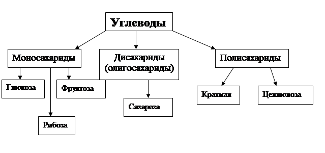 Органические вещества - углеводы в структуре питания