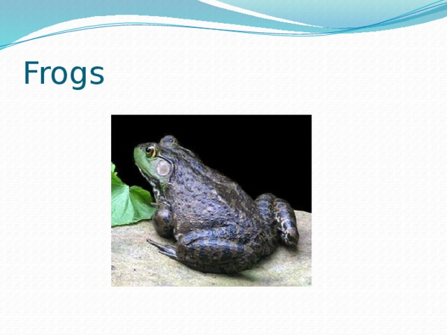 Frogs 