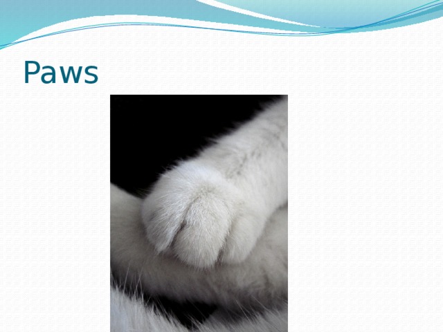 Paws 