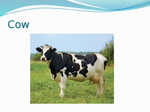 Cow 
