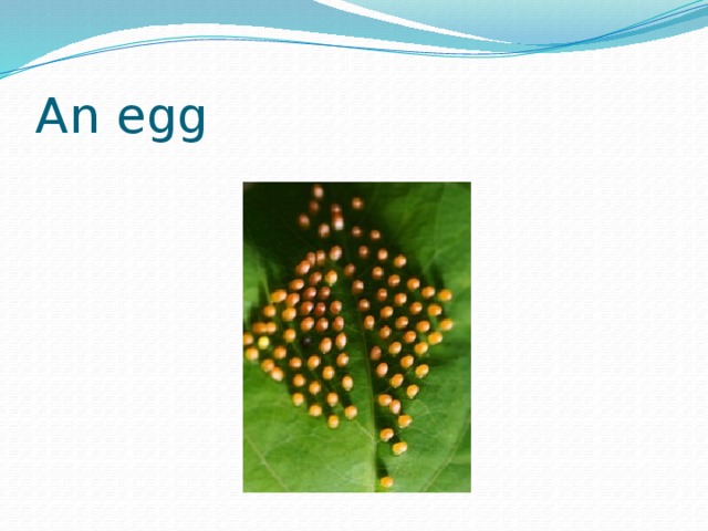 An egg 