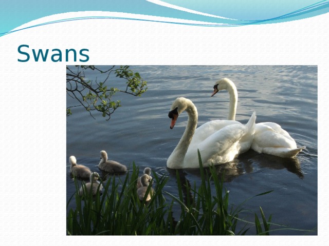 Swans 