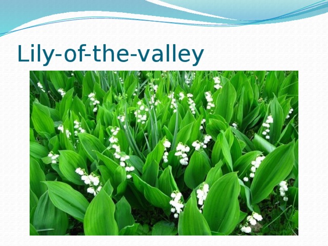 Lily-of-the-valley 