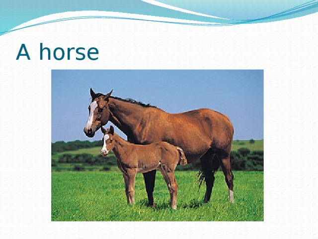 A horse 