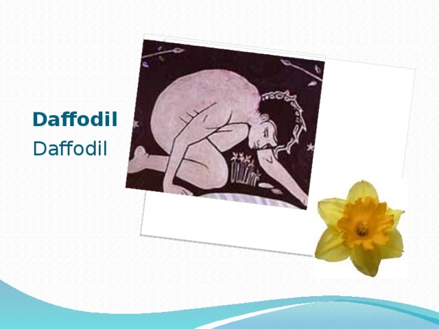 Daffodil Daffodil 