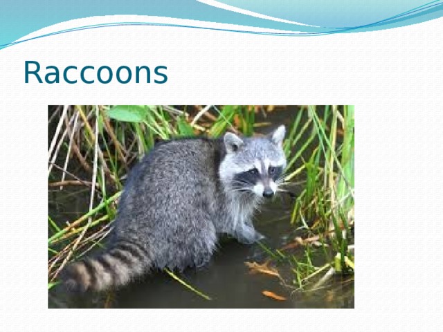 Raccoons 