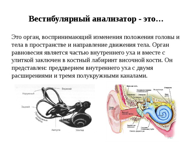 Значение органа равновесия. Вестибулярный анализатор внутреннего уха. Строение вестибулярного анализатора кратко.