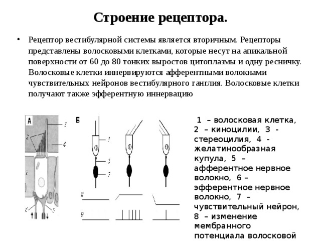 В 3 рецепторы. Строение рецептора физиология. Рецепторы строение и функции. Строение рецептора физиология схема. Рецепторы особенности строения.