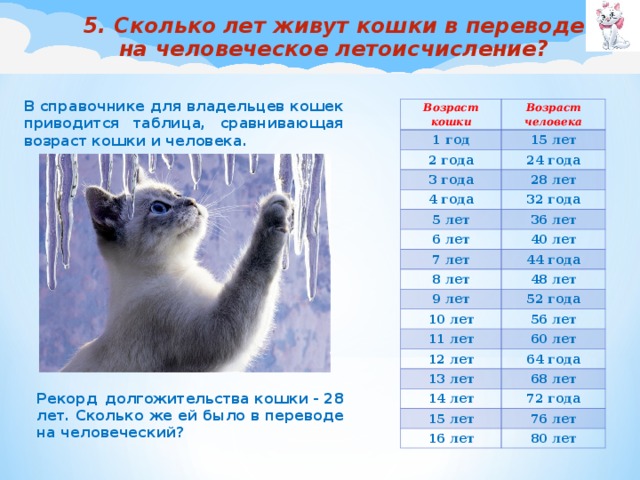 Сколько живут домашние кошки