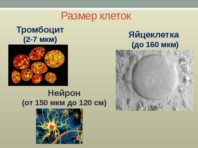 Размер клеток Тромбоцит (2-7 мкм) Яйцеклетка  (до 160 мкм) Нейрон (от 150 мкм до 120 см) 