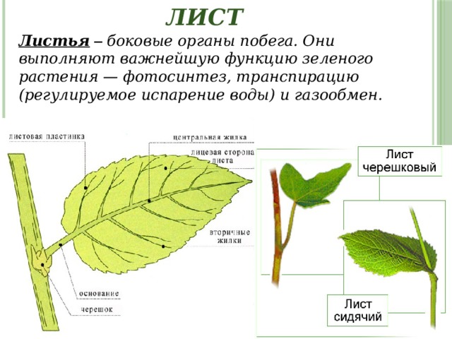 Лист Листья – боковые органы побега. Они выполняют важнейшую функцию зеленого растения — фотосинтез, транспирацию (регулируемое испарение воды) и газообмен. 