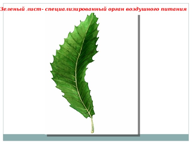 Зеленый лист- специализированный орган воздушного питания 