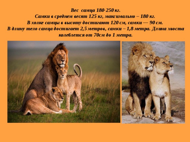 Вес самца 180-250 кг.  Самки в среднем весят 125 кг, максимально – 180 кг.  В холке самцы в высоту достигают 120 см, самки — 90 см.  В длину тело самца достигает 2,5 метров, самки – 1,8 метра. Длина хвоста колеблется от 70см до 1 метра. 