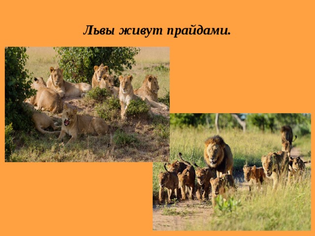 Львы живут прайдами. 