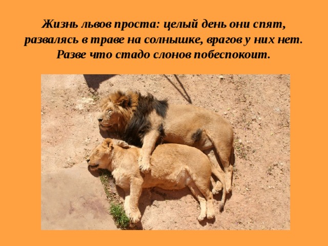  Жизнь львов проста: целый день они спят, развалясь в траве на солнышке, врагов у них нет. Разве что стадо слонов побеспокоит. 
