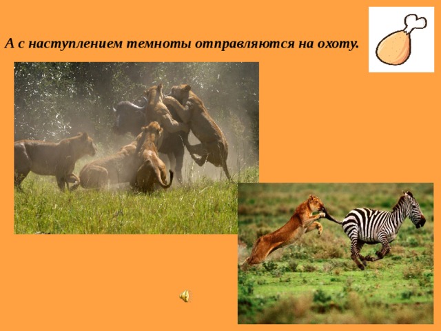 А с наступлением темноты отправляются на охоту. 
